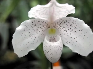 Bild von Paphiopedilum niveum 2